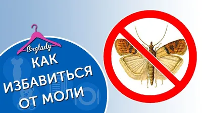 Какая бывает моль и как с ней бороться? Фото — Ботаничка