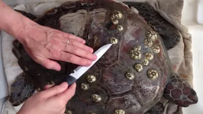 Моллюски, которые топят черепах. Злобные беспозвоночные отстраивают на  панцире целые города | Пикабу