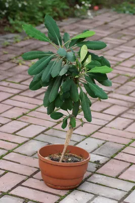 Молочай беложилковый или беложильчатый (Euphorbia leuconeura) | Цветомания