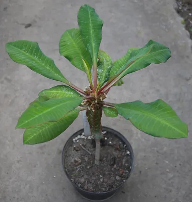 Коллекции растений ЦСБС СО РАН - Euphorbia leuconeura Boiss. – Молочай  беложильчатый