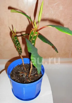 Молочай беложильчатый (euphorbia leuconeura), цена 60 грн - купить Декор  новые - Клумба