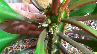 Молочай беложилковый или беложильчатый (Euphorbia leuconeura) | Цветомания