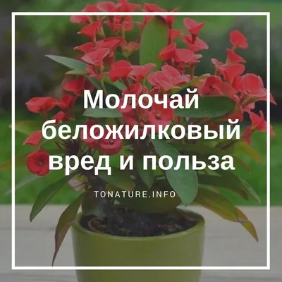 Молочай беложильчатый (euphorbia leuconeura), цена 60 грн - купить Декор  новые - Клумба