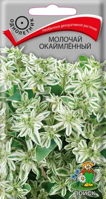 Молочай окаймленный - прекрасная невеста в вашем цветнике | Любимая усадьба  | Дзен