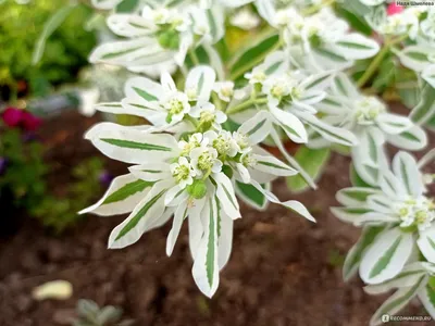 Молочай окаймлённый (Euphorbia marginata) | BOTSAD.BY