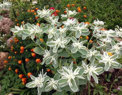 Молочай окаймленный (Euphorbia marginata) - PictureThis