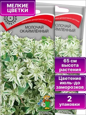 Молочай окаймлённый Горный Снег : Эуфорбия : Euphorbia marginata