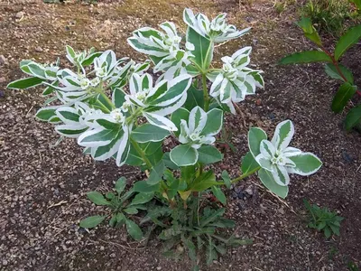 Молочай окаймленный (Euphorbia marginata), 2 шт. цена | 220.lv