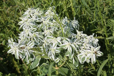 Молочай окаймленный (Euphorbia Marginata)