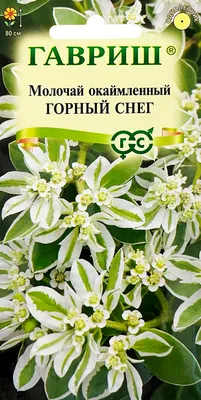 Лафа - дачное счастье - 🌺 ЯРКИЙ САД НА НОВОМ МЕСТЕ: ТОП-10 РАСТЕНИЙ ДЛЯ  БЕДНОЙ ПОЧВЫ 🌺 Молочай окаймлённый продолжает серию цветов-самосеек. Это  просто удивительное растение! Молочай окаймлённый, известный в народе под