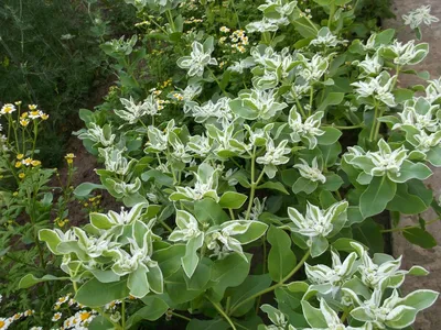 Молочай окаймлённый (Euphorbia marginata) | BOTSAD.BY