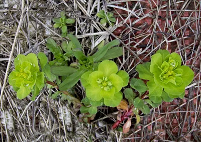 Молочай солнцегляд. - Euphorbia helioscopia L. - сорняк: распространение,  хозяйственное значение, методы борьбы