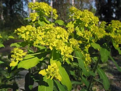 Коллекции растений ЦСБС СО РАН - Euphorbia flanaganii N.E. Br. – Молочай  Фланагана