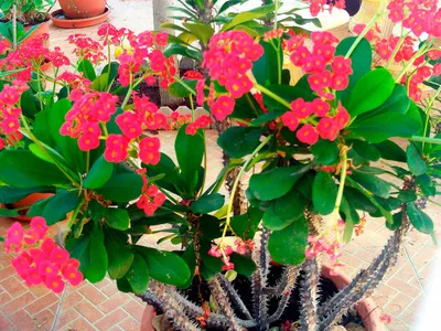 Саженцы Молочай многоцветковый \"Euphorbia polychroma\" из питомника растений  Гринстрана купить по цене от 550 рублей | Описание, фото, доставка,  консультация — Гринстрана.ру