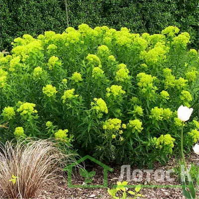 Молочай болотный (Euphorbia palustris)