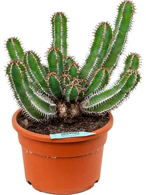 Растение ⌀ 6 Euphorbia MILII (Молочай Миля красный, Эуфорбия): купить c  доставкой почтой 🌸 Адениум дома