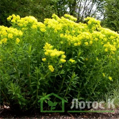 Коллекции растений ЦСБС СО РАН - Euphorbia leuconeura Boiss. – Молочай  беложильчатый