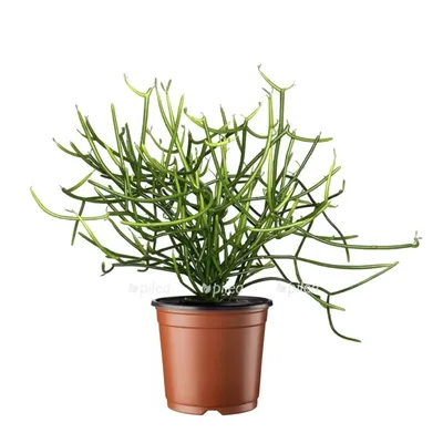 Коллекции растений ЦСБС СО РАН - Euphorbia tirucalli L. – Молочай тирукалли