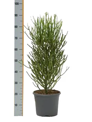 Euphorbia tirucalli cv 'Firesticks' : Молочай тирукалли “Огненные палочки”  12 | EXOTIC PLANT Редкие коллекционные растения