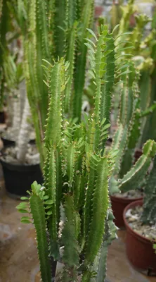 Euphorbia tirucalli cv 'Firesticks' / Молочай тирукалли “Огненные палочки”  12