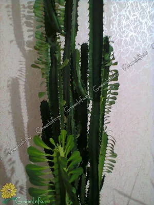 Euphorbia tirucalli cv 'Firesticks' / Молочай тирукалли “Огненные палочки”  12