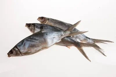 Свежая Молочная Рыба («Бангус»), Национальная Рыба Филиппин Фотография,  картинки, изображения и сток-фотография без роялти. Image 63386980
