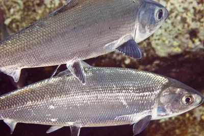Можно ли есть сырую рыбу? | Эксперты объясняют от Роскачества