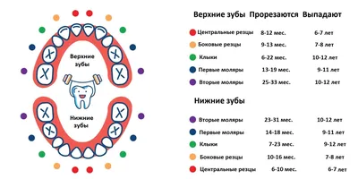 Смена молочного прикуса у детей: что необходимо знать родителям