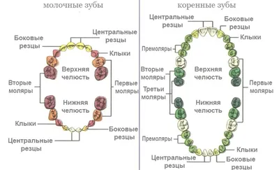 Молочные и коренные зубы у ребёнка: особенности роста и смены на постоянные  зубы у детей, когда выпадают, порядок смены