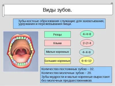 Как отличить молочный зуб от коренного | Стоматология ЭверестДент | Дзен