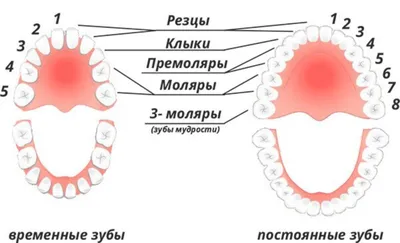 Схема выпадения молочных зубов - Когда выпадают молочные зубы у детей?