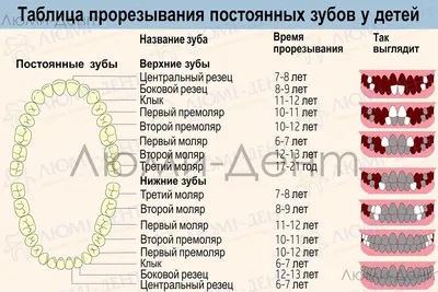 Стоматология Аполлония - Иногда во время физиологической смены зубов  случается такое, что молочные зубы еще не выпали, а постоянные уже начали  прорезываться. ⠀ И в этом случает постоянные прорезаются вторым рядом. Так