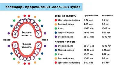 У ребенка растут кривые зубы — что делать? | Блог на стомпратика.рф