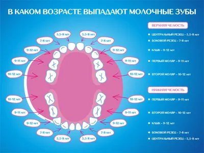 Молочные и коренные зубы у ребёнка: особенности роста и смены на постоянные  зубы у детей, когда выпадают, порядок смены