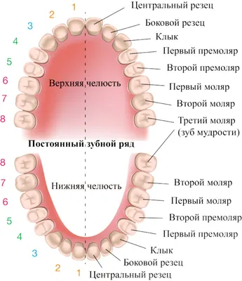 Просто челюсть ребенка. (сверху коренные зубы, а те, что визуально  находятся \"на своем месте\" - молочные, которые скоро выпадут) | Strem Facts  ☠️ | Дзен