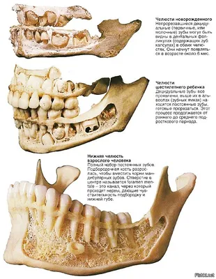 Есть ли корни у молочных зубов? | Пикабу