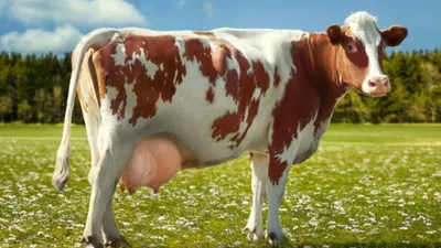 Голландская порода коров — АгроXXI