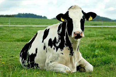 Эксперты назвали самые молочные породы коров | Agroday.RU