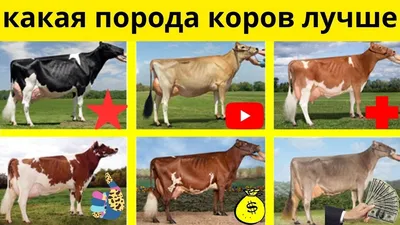 Самое главное про джерсейскую породу коров - BULL Селектсервис