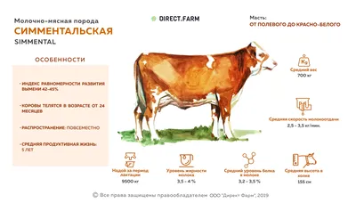Симментальская порода коров: условия и перспективы разведения - apkmedia.ru