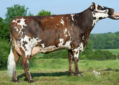 Айрширская порода коров - Советы и особенности | «Электропастух»
