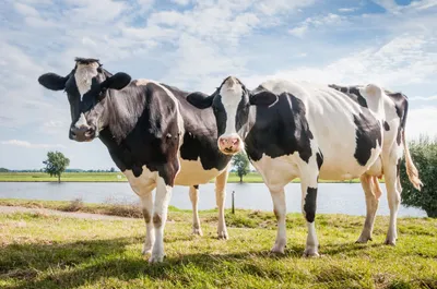 10 выдающихся молочных пород коров