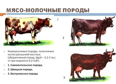 Биология. Тема урока: \"Корова. Содержание коров на фермах\" - YouTube