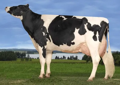 Популярные породы коров молочного направления