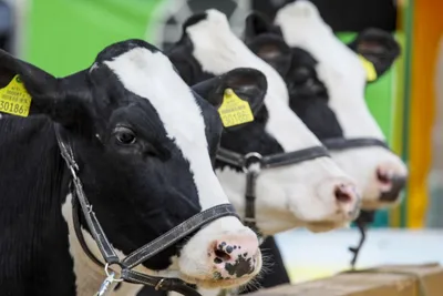 Генетический потенциал рекордной молочной продуктивности коров голштинской  породы