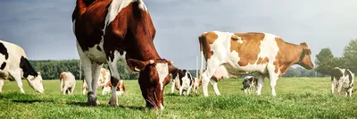 Коровы Аулиекольской породы: сколько можно заработать - el.kz