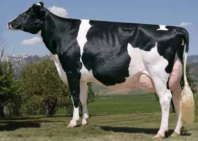 Молочные породы коров: 6 лучших - AgroApp: Быстрое кредитование для  агробизнеса