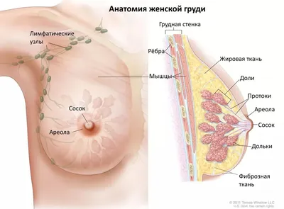 Плотность молочных желёз — Клиника Ланцетъ