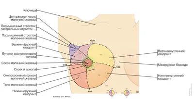 Молочные железы у женщин фото фото