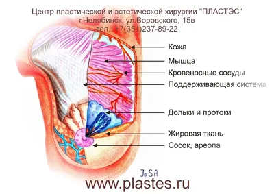 Описание маммографии в норме, примеры заключений, фото